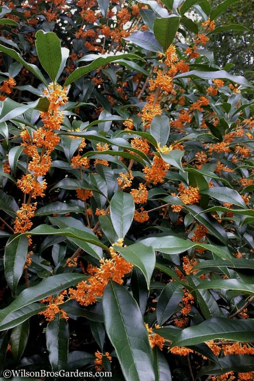 Fragrant Orange Tea Olive - Osmanthus Fragrans Aurantiacus - 1 Gallon Pot