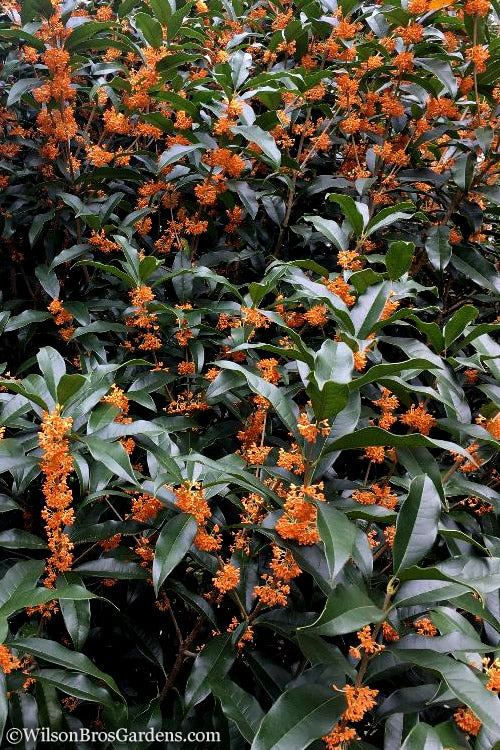  Fragrant Orange Tea Olive - Osmanthus Fragrans Aurantiacus - 7 Gallon Pot (4-5')