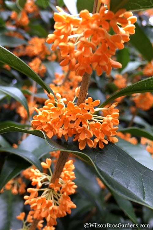  Fragrant Orange Tea Olive - Osmanthus Fragrans Aurantiacus - 1 Gallon Pot