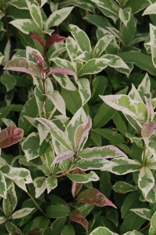  Pink Flush Variegated Tea Olive (Osmanthus Fragrans 'Yinbi Shuanghui') - Quart Pot