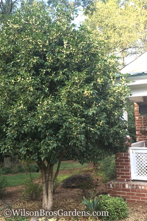  Fragrant White Tea Olive - 7 Gallon Pot (5-6')