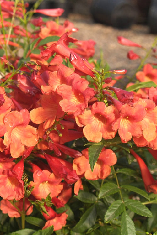 Bells Of Fire Tecoma - Esperanza - 1 Gallon Pot