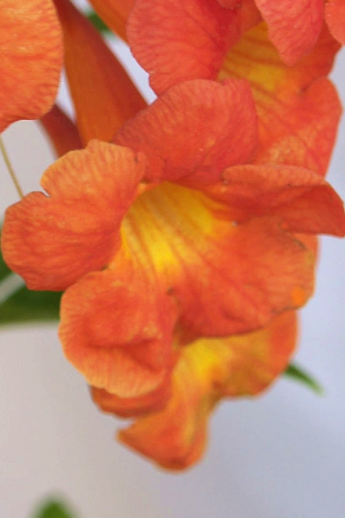  Bells Of Fire Tecoma - Esperanza - 1 Gallon Pot