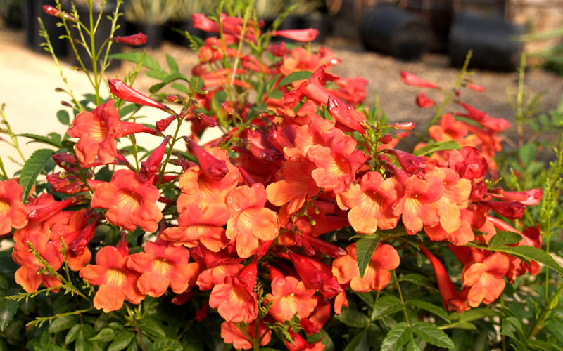  Bells Of Fire Tecoma - Esperanza - 1 Gallon Pot