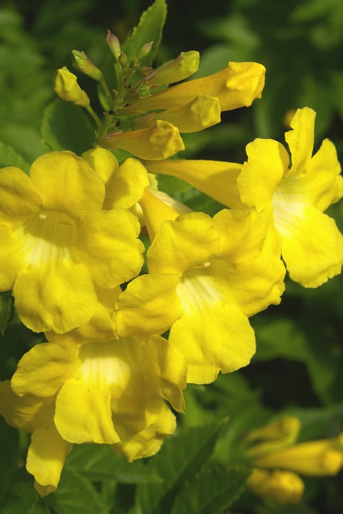  Lydia Tecoma - Esperanza - 1 Gallon Pot
