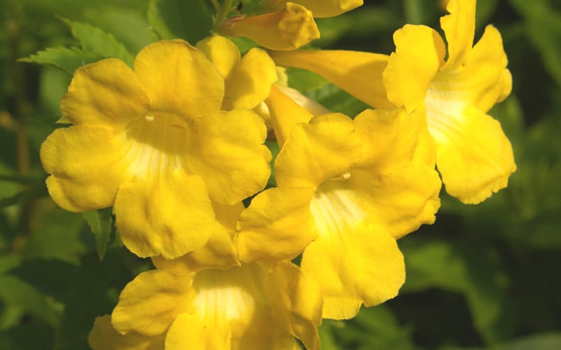  Lydia Tecoma - Esperanza - 1 Gallon Pot