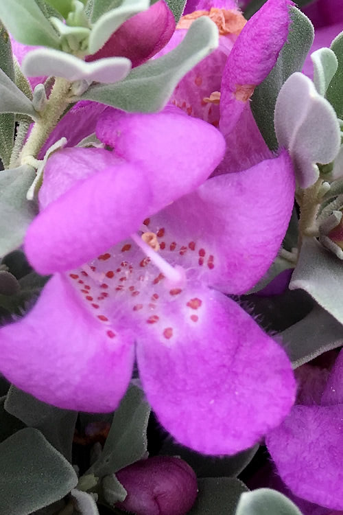  Desperado Texas Sage - Leucophyllum Frutescens - 3 Gallon Pot
