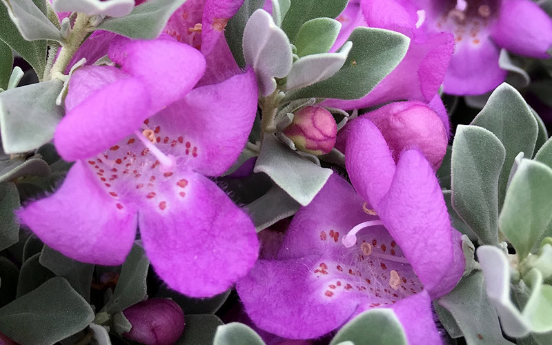  Desperado Texas Sage - Leucophyllum Frutescens - 3 Gallon Pot