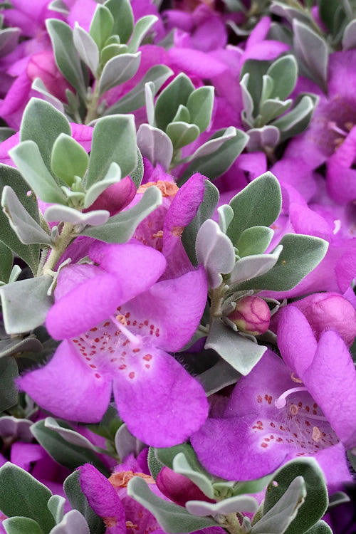  Desperado Texas Sage - Leucophyllum Frutescens - 3 Gallon Pot
