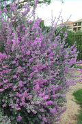  Desperado Texas Sage - Leucophyllum Frutescens - 3 Gallon Pot