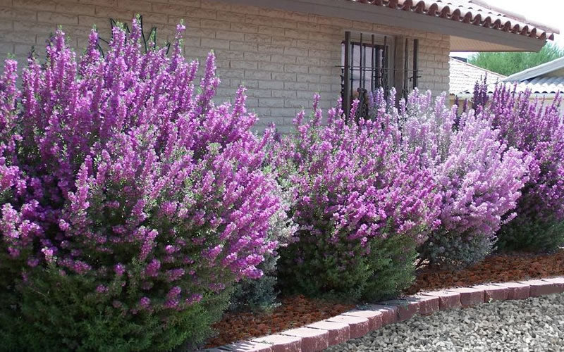  Desperado Texas Sage - Leucophyllum Frutescens - 3 Gallon Pot