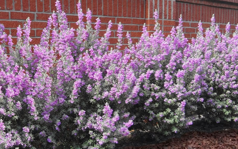  Desperado Texas Sage - Leucophyllum Frutescens - 3 Gallon Pot