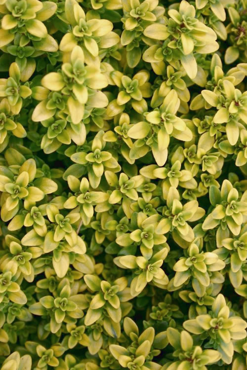  Archers Gold Lemon Thyme - Thymus Citriodorus - 5 Pack Of Pint Pots