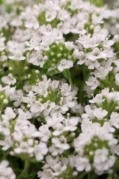  White Creeping Thyme (Thymus Praecox 'Albiflorus') - 6 Pack Of Pint Pots