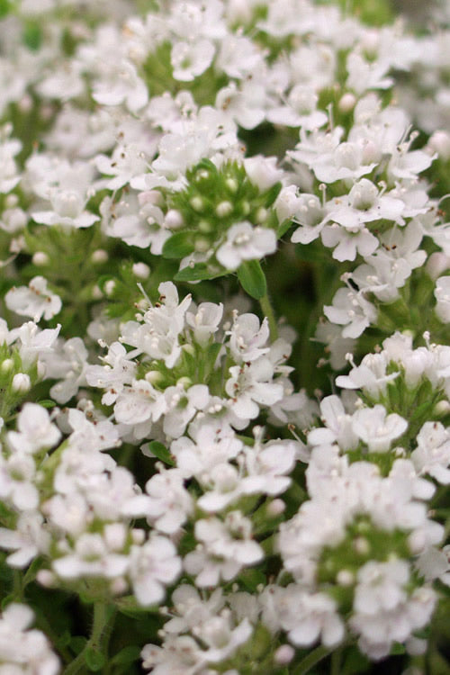  White Creeping Thyme (Thymus Praecox 'Albiflorus') 10 Pack Of Pint Pots