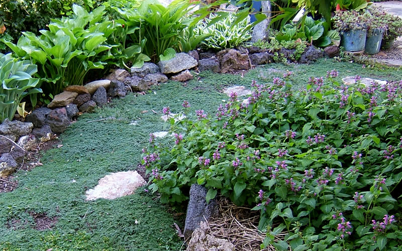  Elfin Creeping Thyme - Thymus Serpyllum Elfin - 6 Pack Of 3.5" Pint Pots