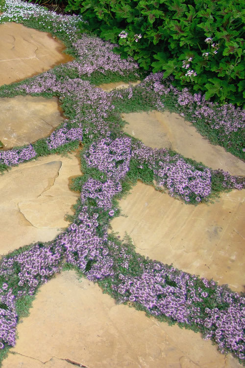 Elfin Creeping Thyme (Thymus Serpyllum 'Elfin') - 5 Pack Of Pint Pots