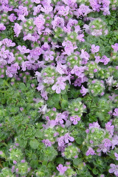  Elfin Creeping Thyme (Thymus Serpyllum 'Elfin') - 5 Pack Of Pint Pots