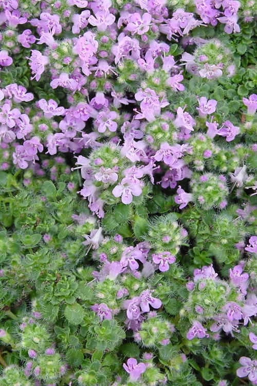  Elfin Creeping Thyme - Thymus Serphyllum - 10 Pack Of 4" Pint Pots