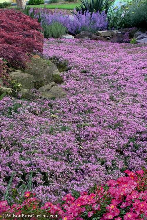  Pink Chintz Thyme (Thymus Serpyllum) - 18 Pack Of Pint Pots