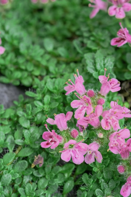  Pink Chintz Thyme - Thymus Serpyllum - 5 Pack Of Pint Pots