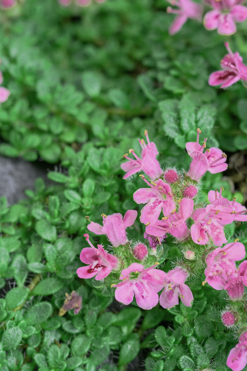  Pink Chintz Thyme (Thymus Serpyllum) - 32 Pack Of 2.5" Pots