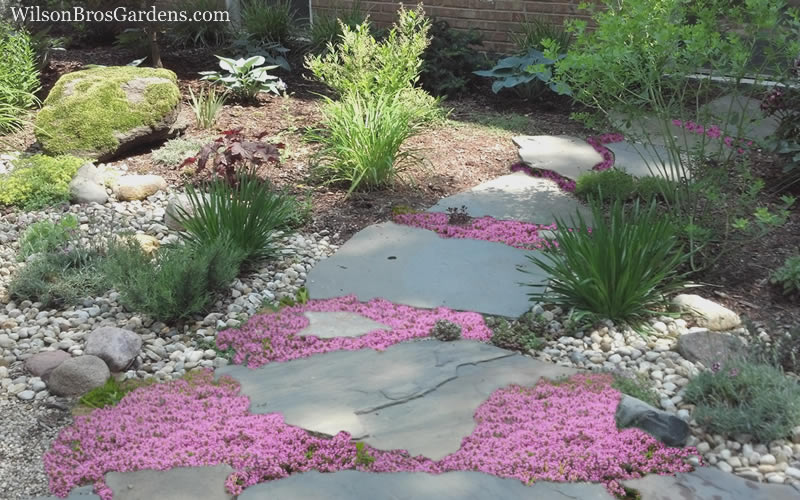  Pink Chintz Thyme (Thymus Serpyllum) - 18 Pack Of Pint Pots