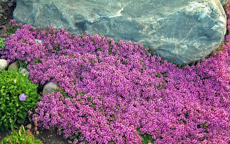  Red Creeping Thyme (Thymus Praecox 'Coccineus') - 5 Pack Of Pint Pots