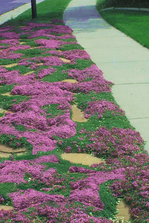  Red Creeping Thyme - Thymus Praecox 'Coccineus' - 10 Pack Of Pint Pots