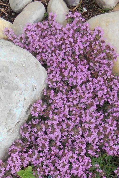  Pink Chintz Thyme (Thymus Serpyllum) - 18 Pack Of Pint Pots