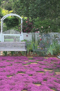  Red Creeping Thyme (Thymus Praecox 'Coccineus') - 5 Pack Of Quart Pots