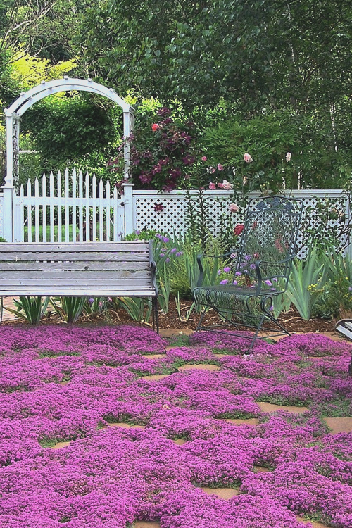  Red Creeping Thyme (Thymus Praecox 'Coccineus') - 5 Pack Of Pint Pots