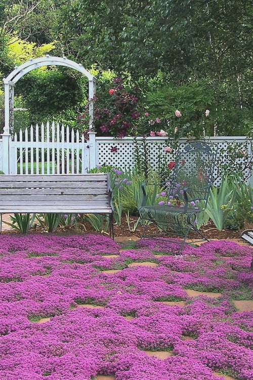  Red Creeping Thyme - Thymus Praecox 'Coccineus' - 10 Pack Of Pint Pots