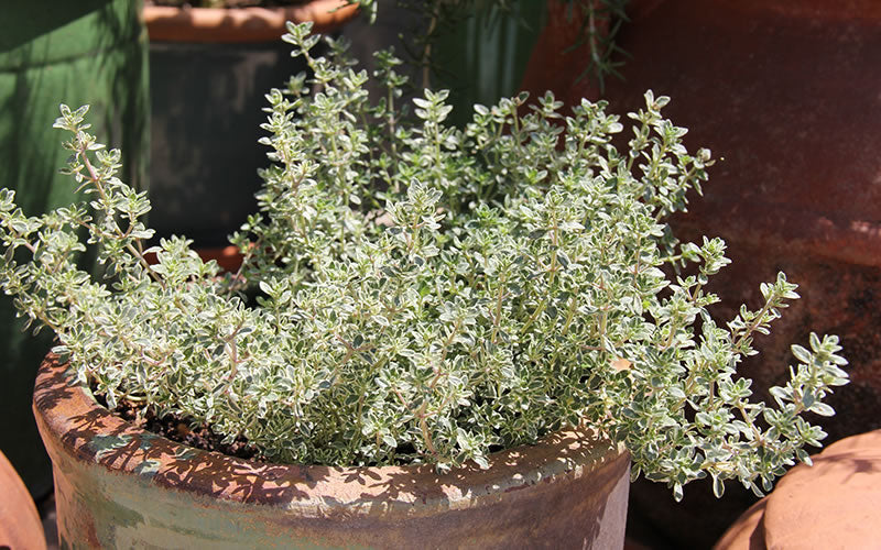  Silver Lemon Thyme - Thymus - 3 Pack Of Quart Pots