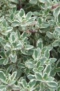  Silver Lemon Thyme - Thymus - 3 Pack Of Quart Pots