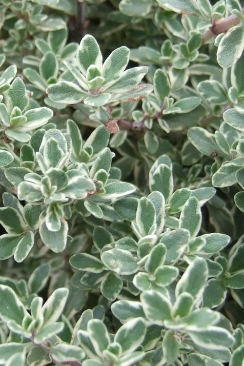  Silver Lemon Thyme - Thymus - 3 Pack Of Quart Pots