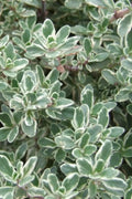  Silver Lemon Thyme - Thymus - 3 Pack Of Quart Pots