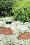 White Creeping Thyme (Thymus Praecox 'Albiflorus') - 6 Pack Of Pint Pots