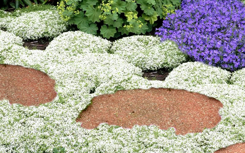  White Creeping Thyme (Thymus Praecox 'Albiflorus') - 5 Pack Of Quart Pots
