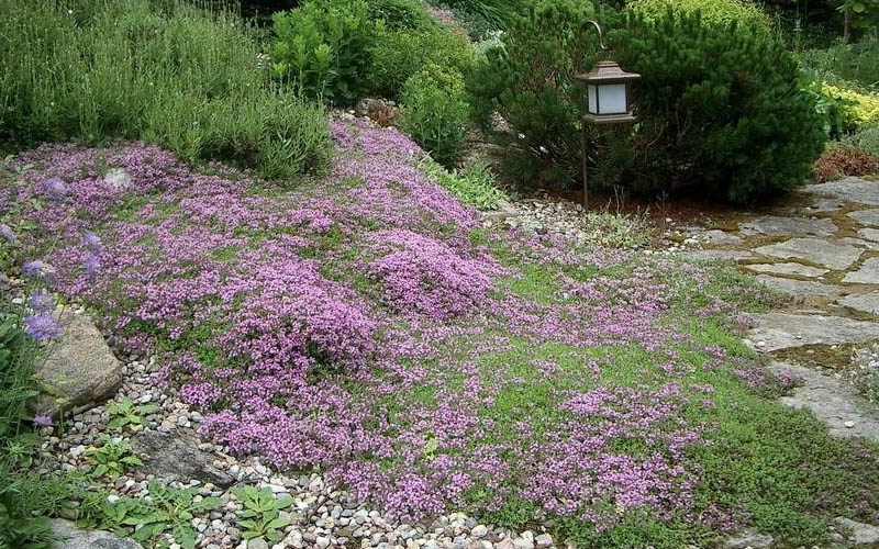  Splendens Purple Creeping Thyme - (Thymus Praecox) - 5 Pack Of Quart Pots