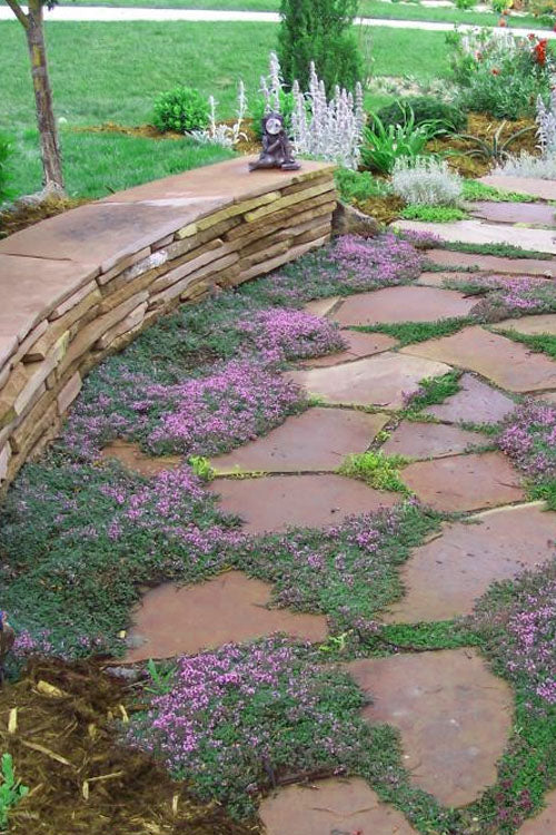  Splendens Purple Creeping Thyme - (Thymus Praecox) - 5 Pack Of Quart Pots