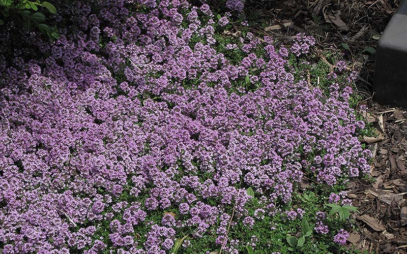  Splendens Purple Creeping Thyme - (Thymus Praecox) - 5 Pack Of Quart Pots