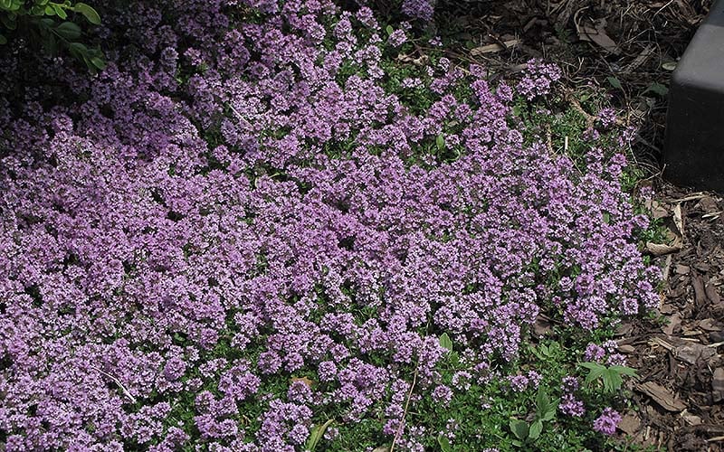  Splendens Purple Creeping Thyme - (Thymus Praecox) - 5 Pack Of Quart Pots