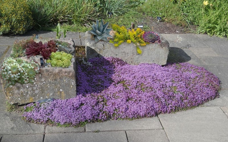  Splendens Purple Creeping Thyme - (Thymus Praecox) - 5 Pack Of Quart Pots