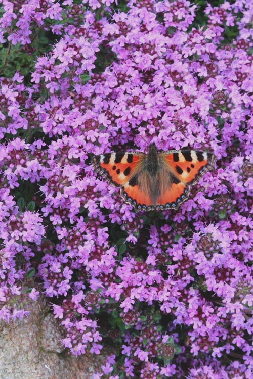  Splendens Purple Creeping Thyme - (Thymus Praecox) - 5 Pack Of Quart Pots
