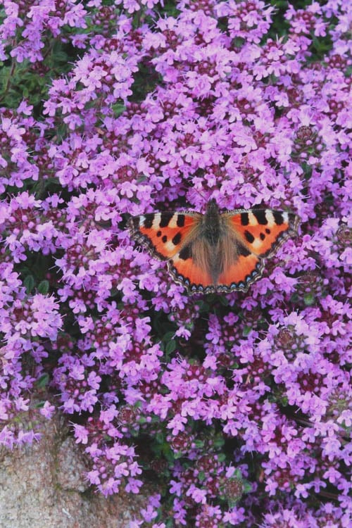 Splendens Purple Creeping Thyme - (Thymus Praecox) - 5 Pack Of Quart Pots