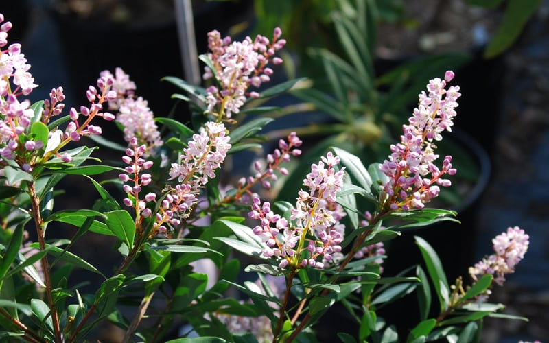  Chipolo Pink Titi Tree - Cliftonia Monophylla - 3 Gallon Pot