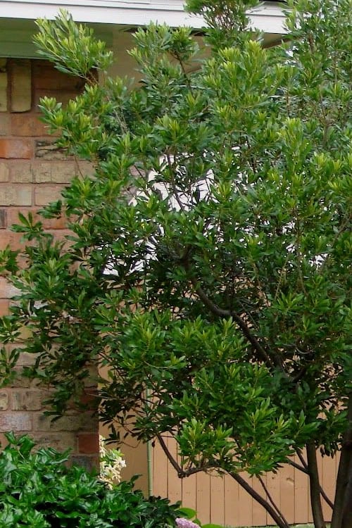  Chipolo Pink Titi Tree - Cliftonia Monophylla - 3 Gallon Pot