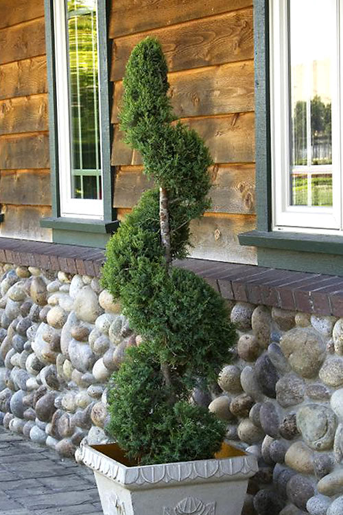  Spartan Juniper Spiral Topiary - 5 Gallon Pot