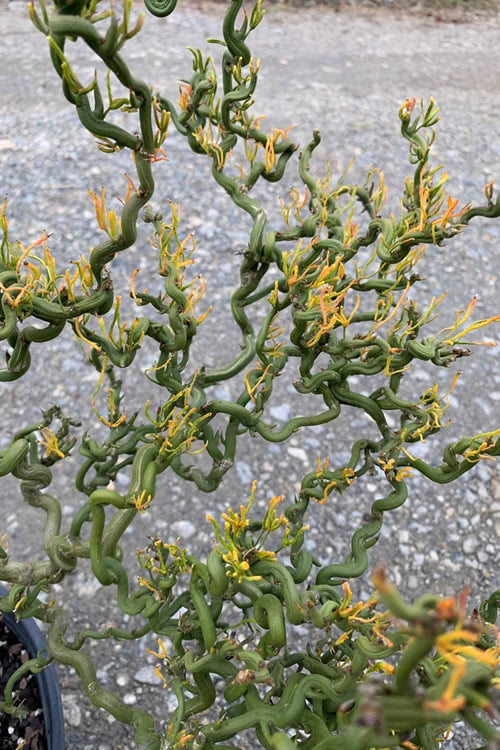  Tiny Dragon Hardy Orange (Poncirus Trifoliata) - 5 Gallon Pot - SALE!
